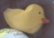 Ducki